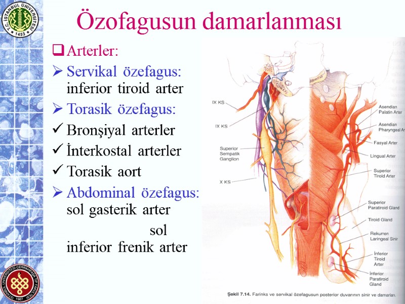 Özofagusun damarlanması Arterler: Servikal özefagus: inferior tiroid arter Torasik özefagus: Bronşiyal arterler İnterkostal arterler